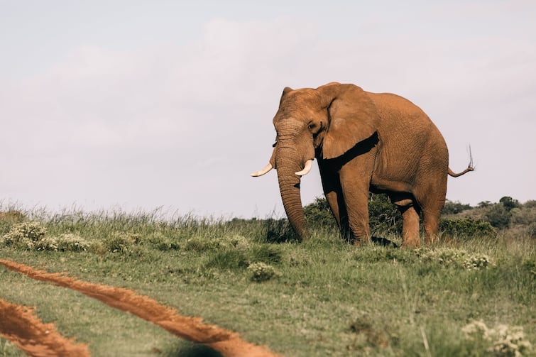 WATCH: Elephant Attacks Bus in Viral Video, Shatters Windshield in Tamil Nadu WATCH: బస్సుపై ఏనుగు దాడి... భయభ్రాంతులకు గురైన ప్రయాణికులు... డ్రైవర్ పై నెటిజన్ల ప్రశంసలు