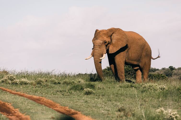 WATCH Elephant Attacks Bus In Viral Video, Shatters Windshield In