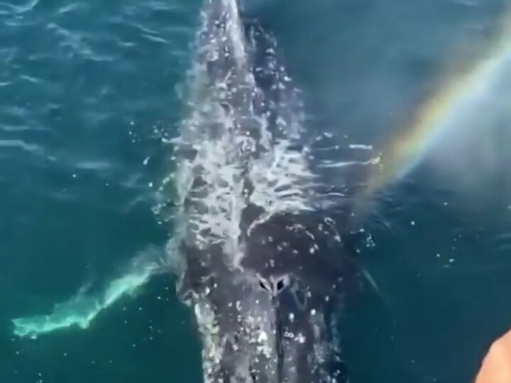 Whales' Rainbow Breathe | திமிங்கலம் உருவாக்கிய வானவில்.. வாவ் சொல்லவைத்த காட்சி.. வைரல் வீடியோ..!