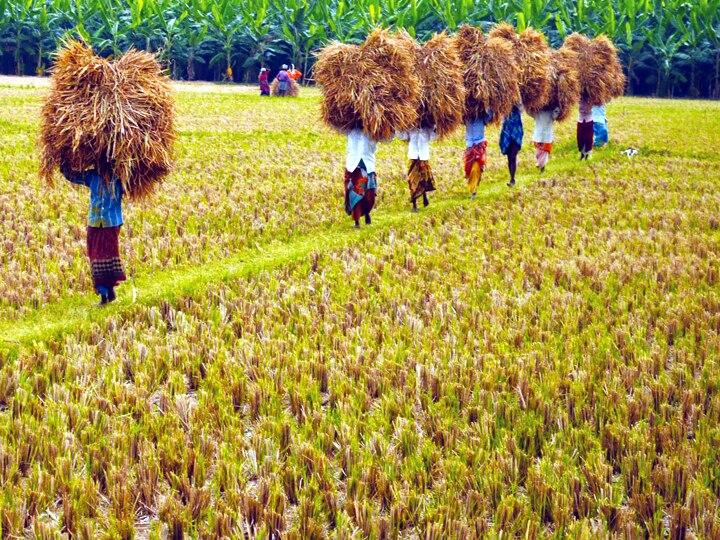 தேனியில் முதல் போக நெல் அறுவடை தொடக்கம் - இரண்டாம் போக நெல் சாகுபடி செய்வதில் சிக்கல்