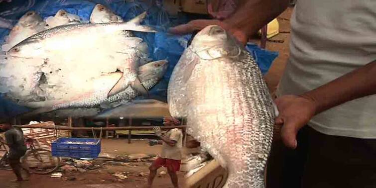 Hilsa Fish Sellers Facing problem due to shortage of people to buy due to cyclone Hilsa: অর্ধেক দাম কমালেও নেই ইলিশ কেনার লোক! রুপোলি শস্যের হাপিত্যেসের বদলে উলটপুরাণ দিঘার মোহনায়