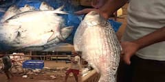 Hilsa: অর্ধেক দাম কমালেও নেই ইলিশ কেনার লোক! রুপোলি শস্যের হাপিত্যেসের বদলে উলটপুরাণ দিঘার মোহনায়