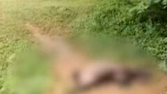 ભાવનગરઃ સિંહના આંટાફેરાથી આ ગ્રામ્યવિસ્તારના લોકોમાં ફફડાટ, શું કહ્યું ગ્રામજનોએ?