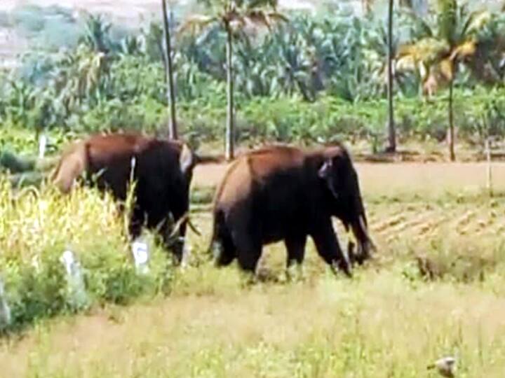 theni  Villagers living in fear of wild elephants roaming தேனி : ஊருக்குள் அதிகரித்த காட்டு யானைகளின் நடமாட்டம் : அச்சத்தில் கிராம மக்கள்..