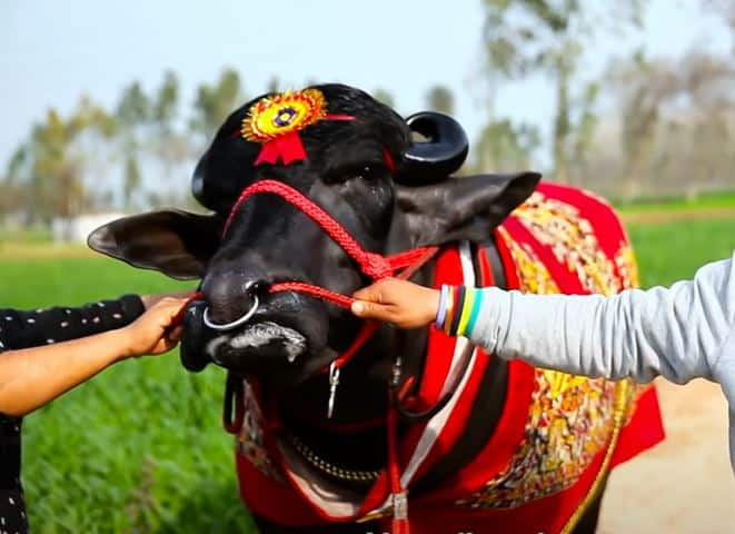 Haryana’s super bulls sultan whose semen is worth lakhs of rupees, died हरियाणा के मशहूर भैंसे ‘सुल्तान’ की हार्ट अटैक से मौत, 21 करोड़ रुपए थी कीमत