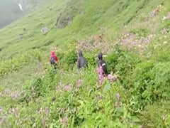 Valley of Flowers: विश्व धरोहर फूलों की घाटी में पर्यटकों के पहुंचने का नया रिकॉर्ड, 10 हजार सैलानी कर चुके हैं दीदार