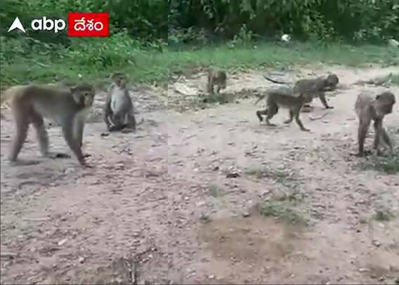 Monkey Menace: వామ్మో.. వానర సైన్యం.. హడలెత్తుతోన్న రైతులు, ఎందుకంటే?