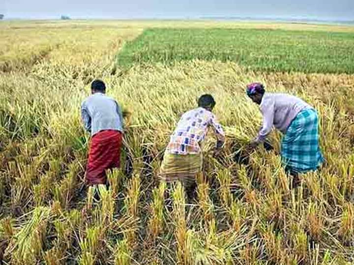 Start go paddy harvesting works first. Trouble in cultivating the second bog தேனியில் முதல் போக நெல் அறுவடை தொடக்கம் - இரண்டாம் போக நெல் சாகுபடி செய்வதில் சிக்கல்