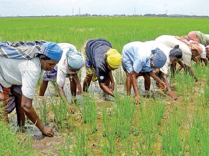 தேனியில் முதல் போக நெல் அறுவடை தொடக்கம் - இரண்டாம் போக நெல் சாகுபடி செய்வதில் சிக்கல்