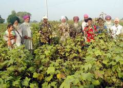 ਨਰਮਾ ਪੱਕਣ ਮਗਰੋਂ ਕੀਟ-ਨਾਸ਼ਕ ਵੰਡਣ ਲੱਗੀ ਸਰਕਾਰ, ਕਿਸਾਨਾਂ ਨੇ ਮੰਗਿਆ 50,000 ਪ੍ਰਤੀ ਏਕੜ ਮੁਆਵਜ਼ਾ 