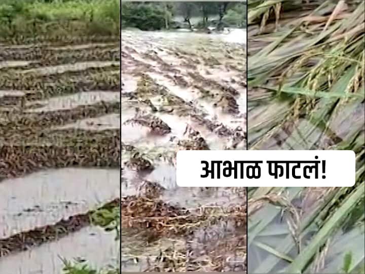 Maharashtra Rain rain update weather report today Heavy Rainfall in Marathwada Beed, jalna, Solapur FARMER HUDGE LOSS Maharashtra Rain : आभाळ फाटलं! 'गुलाब' वादळाचे 'काटे' शेतकऱ्यांच्या अंगाला, बळीराजाचं अतोनात नुकसान