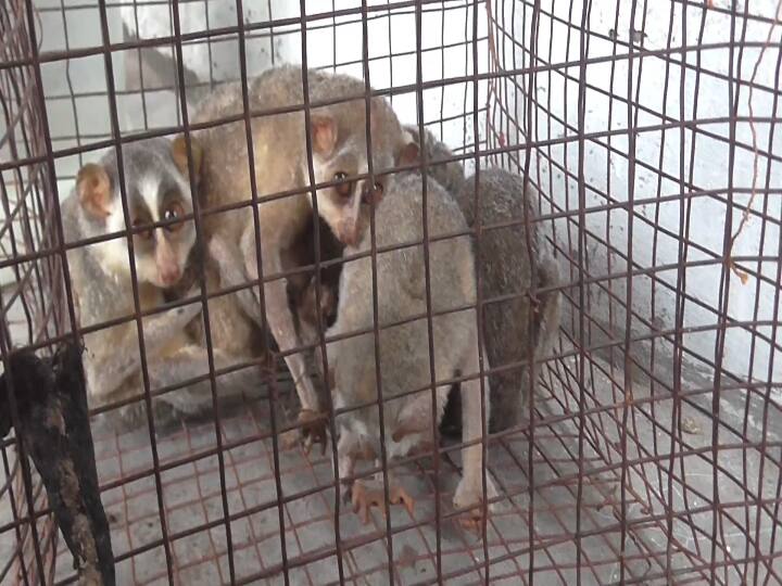 Seizure of 5 endangered endangered rare mammals slender lorises dhevangu abducted for witchcraft தூத்துக்குடி : மந்திரம்.. பில்லி சூனியம்.. மாந்த்ரீகம் செய்ய கடத்தி வரப்பட்ட அரிய வகை தேவாங்குகள் பறிமுதல்..!