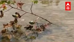 Marathwada Flood : मराठवाड्यातल्या बळीराजाच्या डोळ्यात पाणी, हातातोंडाशी आलेल्या पिकांचा चिखल