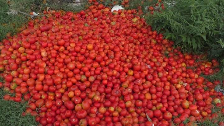 Tomatoes dumped on the road in Dharmapuri - suffering from being sold for Rs 6 per kg தருமபுரியில் சாலையில் கொட்டப்பட்ட தக்காளிகள் - கிலோ 6 ரூபாய்க்கு விற்பனையாவதால் வேதனை