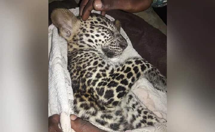Leopard cub rescue from mumabi road while in rain मुंबई में बारिश के दौरान तेंदुए का बच्चा सड़क पर घूमते दिखा, बचावकर्मियों ने किया रेस्क्यू