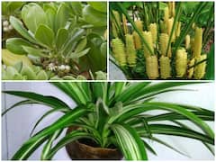 क्या आपके घर के अंदर भी है प्रदूषण? इस तरह आप इंडोर की हवा को बनाएं साफ और हेल्दी