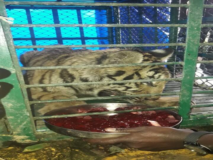 Coimbatore: A female tiger was caught roaming in Valparai - Intensive treatment activities ...! வால்பாறையில் சுற்றித்திரிந்த பெண் புலி சிக்கியது - சிகிச்சை அளிக்கும் பணிகள் தீவிரம்...!