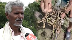 Beed : सरकारला ओला दुष्काळ जाहीर करायला आणखी कोणते निकष हवेत? बीडच्या शेतकऱ्यांचा सवाल