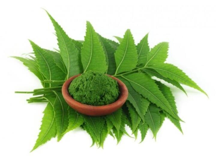 How To Use Neem Leaves For Immunity Diseases Cured By Neem Leaves Health Benefits Of Neem Health Tips: बॉडी को क्लीन और मेटाबॉलिज्म को मजबूत बनाता है नीम, जानिए नीम के पत्तों के फायदे