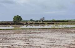 સૌરાષ્ટ્રના જિલ્લાઓમાં લીલા દુકાળની આશંકા, મગફળી અને કપાસનાં પાકને મોટું નુકસાન