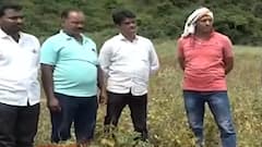 Beed Flood : 'ओला दुष्काळ जाहीर करायला आणखी कोणते निकष हवेत?' बीडच्या शेतकऱ्यांचा संतप्त सवाल