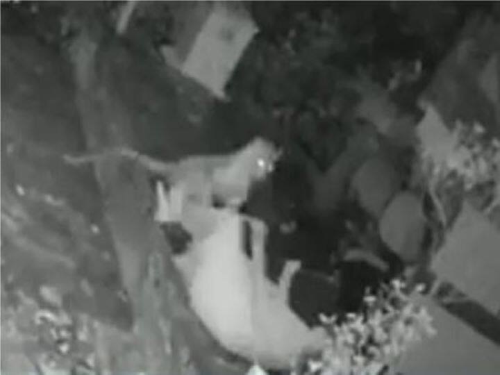 मुंबई के आरे में घात लगाकर तेंदुए ने किया बुजुर्ग महिला पर हमला, बहादुरी दिखा बचाई अपनी जान Leopard attack on old age women in Mumbai aare मुंबई के आरे में घात लगाकर तेंदुए ने किया बुजुर्ग महिला पर हमला, बहादुरी दिखा बचाई अपनी जान