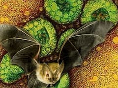 Nipah Virus: நிபா வைரசுக்கு எதிரான எதிர்ப்புத்திறன் வவ்வால்களிடம் உள்ளது : வெளியான புதிய தகவல்..