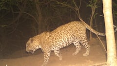 Viral Video: तेंदुए ने चुपचाप बैठी महिला पर मारा झपट्टा, देखिए फिर क्या हुआ?