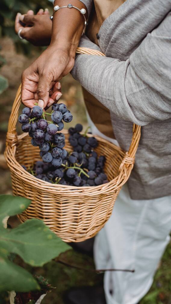 কালো আঙুরের কামাল