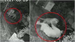 Cheetah Attack: చిరుతను చేతి కర్రతో తరిమికొట్టిన వృద్ధురాలు.. వీడియో వైరల్