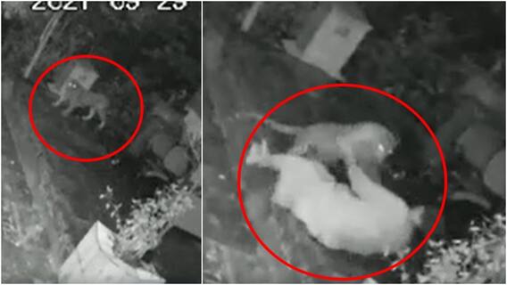 Cheetah Attack: చిరుతను చేతి కర్రతో తరిమికొట్టిన వృద్ధురాలు.. వీడియో వైరల్