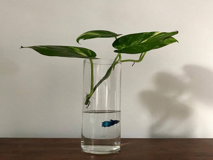 Grow these indoor plants at home for pollution free air Indoor Water Plants: घर में लगाएं यह इंडोर वाटर प्लांट्स, खूबसूरती के साथ मिलेगी शुद्ध हवा