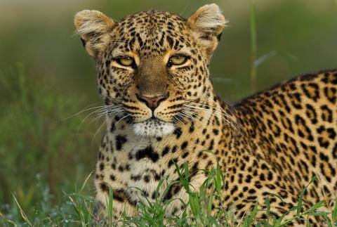 Leopard fear in Mumbai Goregaon 5 people attacked in a month forest department was behind to catch see video ann Mumbai News: मुंबई के गोरेगांव में तेंदुआ ने किया बुजुर्ग महिला पर हमला, बहादुरी से मुकाबला कर बचाई जान, देखें Video