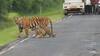 Tadoba National Park : ताडोबातील 'सेलिब्रिटी फॅमिली', मधू वाघीण आणि पिल्लांचं पर्यटकांना दर्शन