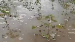 Marathwada Rain : मराठवाड्यात अतिवृष्टीमुळे 476 कोटी रुपयांचं नुकसान, 22 जणांचा मृत्यू