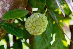 Custard Apple: సీతాఫలం... శీతాకాలం పండు... పోషకాల సమాహారం... అనారోగ్యాల నివారిణి