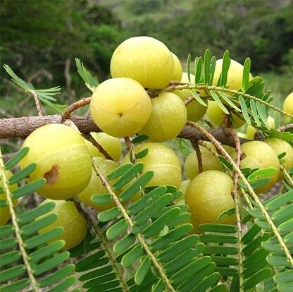 Women’s Superfood: ਮਹਿਲਾਵਾਂ ਲਈ ਕਮਾਲ ਦੇ ਸੁਪਰਫੂਡ, ਬਣਾਓ ਆਪਣੀ ਸਿਹਤ ਹੋਰ ਜਵਾਨ