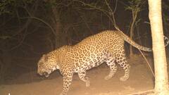 When a leopard attacked a woman in Mumbai | Viral Video