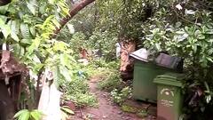 Walking stick saved old women from leopard attack in Aarey Forest