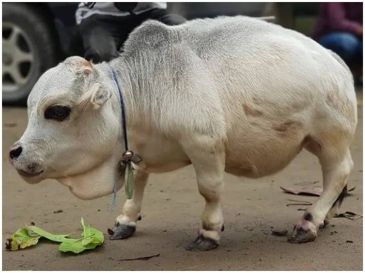 Guinness Book of World Records smallest cow bangladesh rani entered in the guinness book काय सांगता? केवळ 20 इंच लांबीची गाय...बांग्लादेशच्या 'राणी'ची गिनीज बुकात नोंद