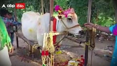 మంగళవాయిద్యాలతో సంప్రదాయంగా గోమాతకు సీమంతం..