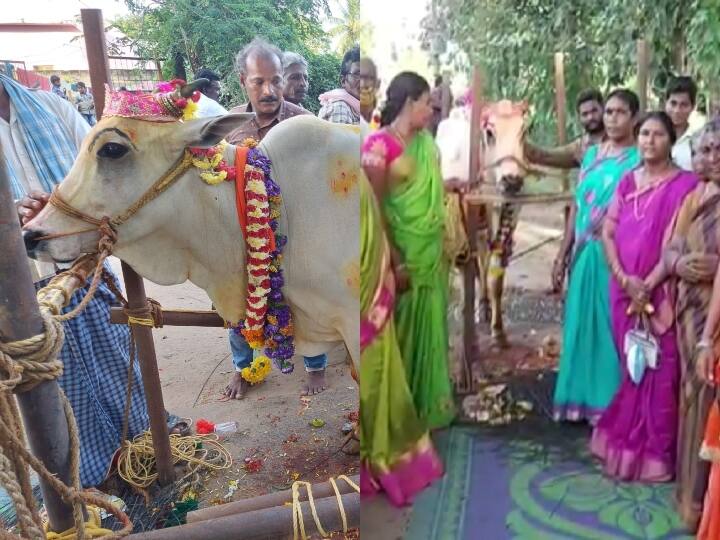 Cow baby shower in Agiripalli mandal of Andhra Pradesh villagers took part enthusiastically ANN आंध्र प्रदेश के आगिरिपल्ली मंडल में गाय की हुई गोदभराई, ग्रामिणों ने बढ़ चढ़कर लिया हिस्सा