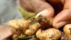 ગીર સોમનાથ: ભારે વરસાદના કારણે લીલા દુકાળની સ્થિતિ, જુઓ ગુજરાતી ન્યુઝ