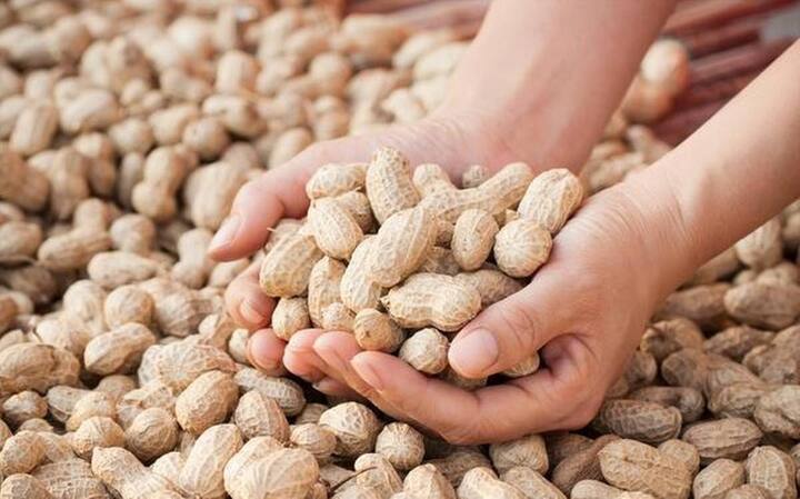Groundnut will be procured in Haryana from November 1 MSP fixed Groundnut Procurement: हरियाणा में 1 नवंबर से होगी मूंगफली खरीद, सरकार ने तय की इतनी MSP