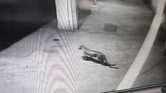 Mumbai : गोरेगाव परिसरात हल्लेखोर बिबट्याला जेरबंद करण्यात वनविभागाला यश