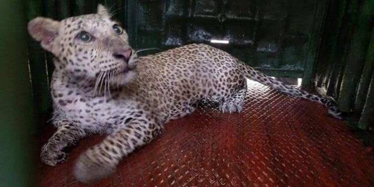 Mumbai News Leopard which attacked 7 locals in Aarey Colony captured Leopard Attack: চিতাবাঘের আক্রমণে ক্ষতবিক্ষত এই কলোনি, এক থাবায় ঘায়েল ৭, অবশেষে ধরা পড়ল প্রাণীটি