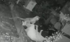 ਸੋਟੀ ਦੇ ਸਹਾਰੇ ਮਹਿਲਾ ਨੇ ਕੀਤਾ ਚੀਤੇ ਨਾਲ ਮੁਕਾਬਲਾ, ਵੀਡੀਓ ਵਾਇਰਲ