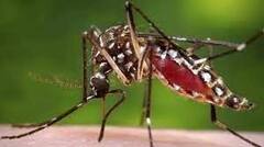 Dengue: শহরে বাড়ছে ডেঙ্গির প্রকোপ, শুরু ভ্যাকসিনের ট্রায়াল। Bangla News