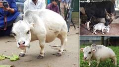 World's Smallest Cow: ਗਿਨੀਜ਼ ਬੁੱਕ 'ਚ ਦਰਜ ਬੰਗਲਾਦੇਸ਼ ਦੀ ਸਭ ਤੋਂ ਛੋਟੀ ਗਾਂ 'ਰਾਣੀ' ਦੀ ਮੌਤ