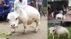 World's Smallest Cow: ਗਿਨੀਜ਼ ਬੁੱਕ 'ਚ ਦਰਜ ਬੰਗਲਾਦੇਸ਼ ਦੀ ਸਭ ਤੋਂ ਛੋਟੀ ਗਾਂ 'ਰਾਣੀ' ਦੀ ਮੌਤ
